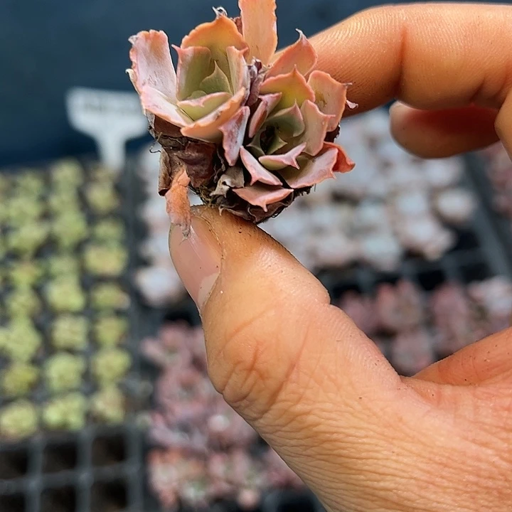 晚霞之舞 满10颗包邮