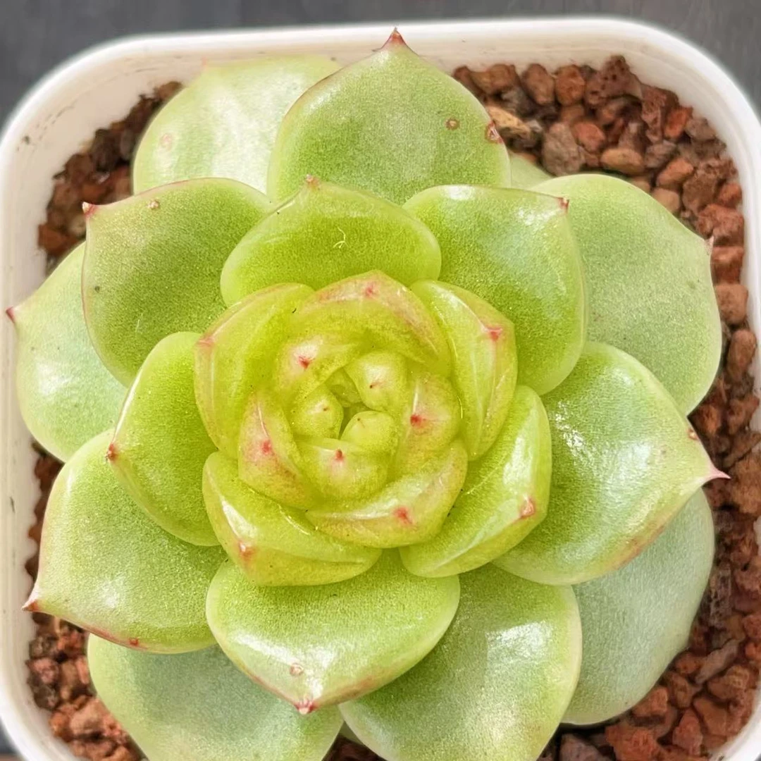 J041 心机珍妮多肉一颗   4.5-5厘米