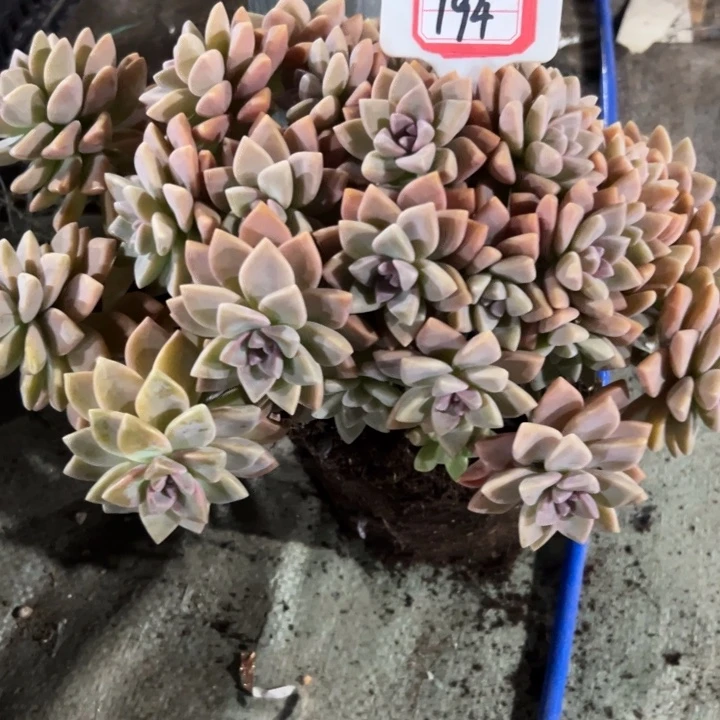 一****194大群淡雪缀一物一拍45
