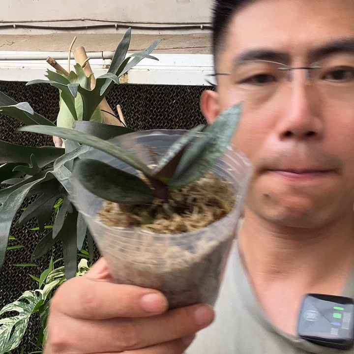 当前无花栽培后可以开花冠军西3.0刚生杯