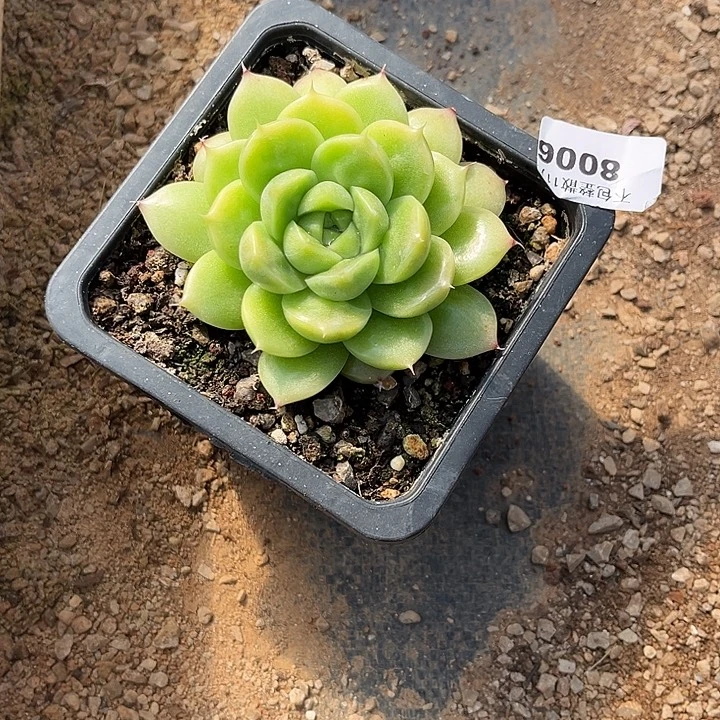 阿雅园艺。      8006瘤子麦秆