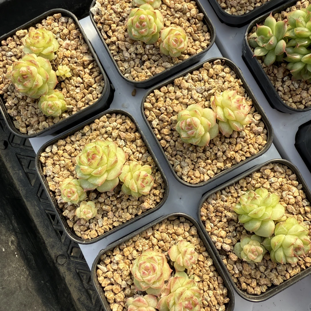 丸丸绿 盆口5.3厘米