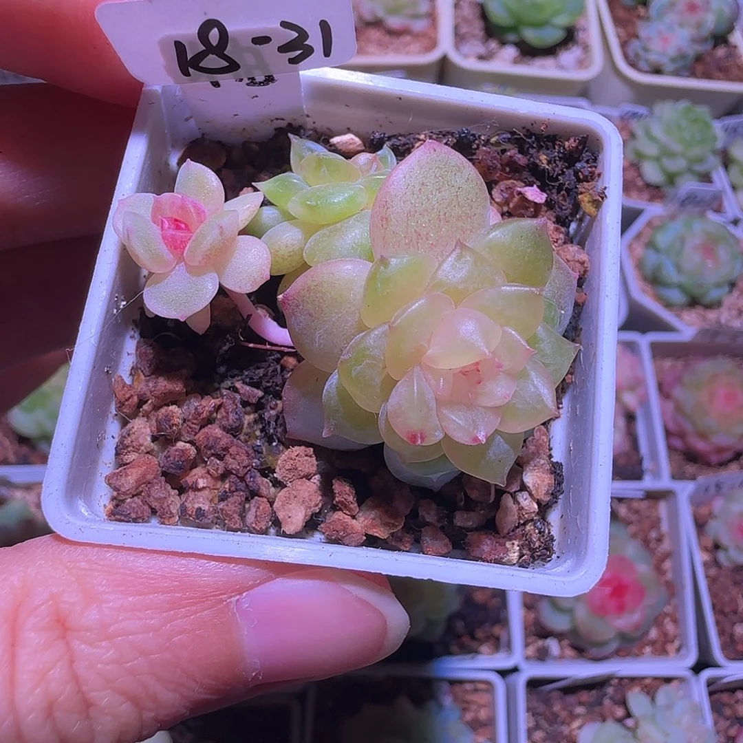 @***木18-31福利柚缇三头群生不包整