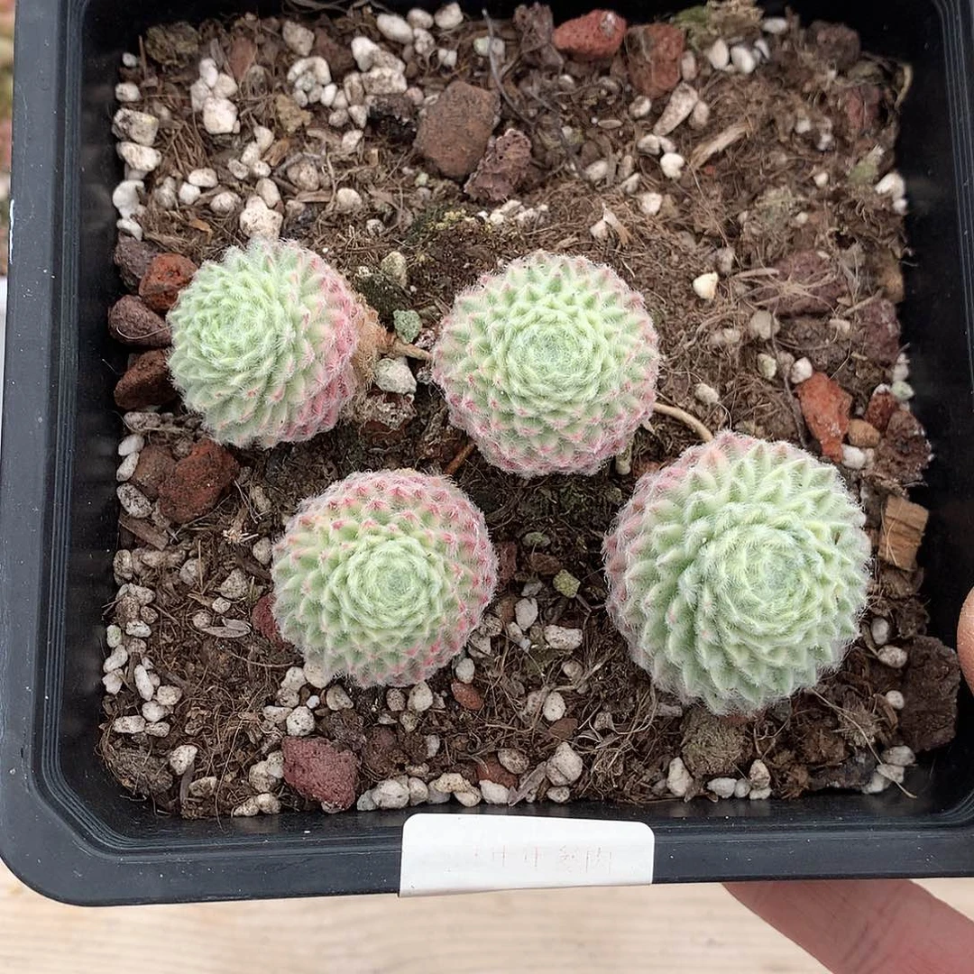 6649长生草锦多肉一颗10厘米