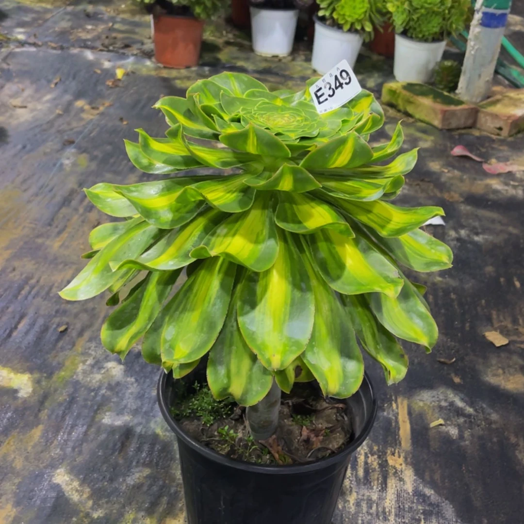 【闪购商品】34900