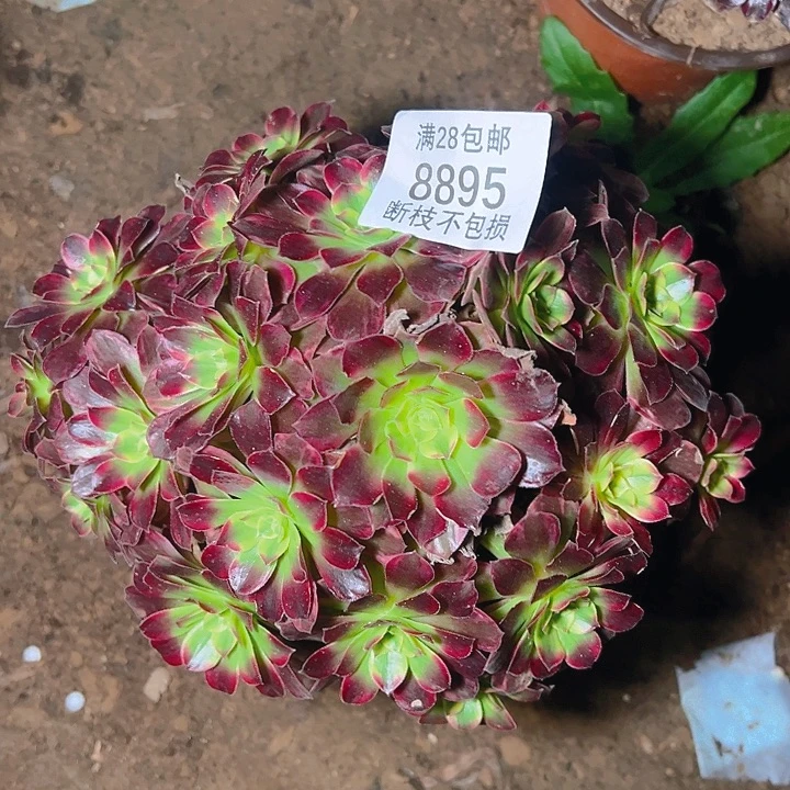 8895安娜多肉植物