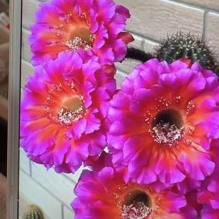 闪耀侧芽4公分左右彩草20包邮）