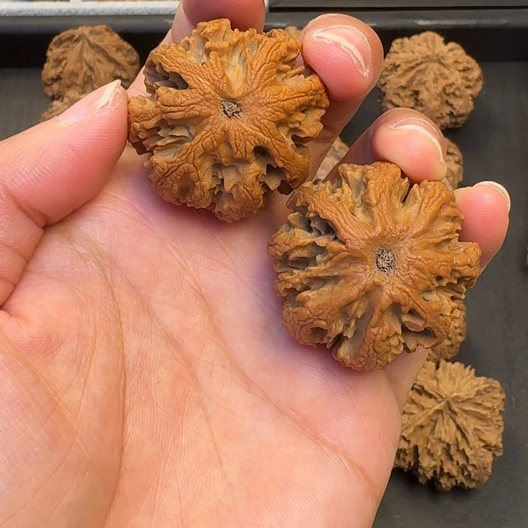 核桃突突突突突突突突突突突
