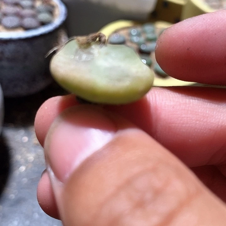 31501大拉登一颗