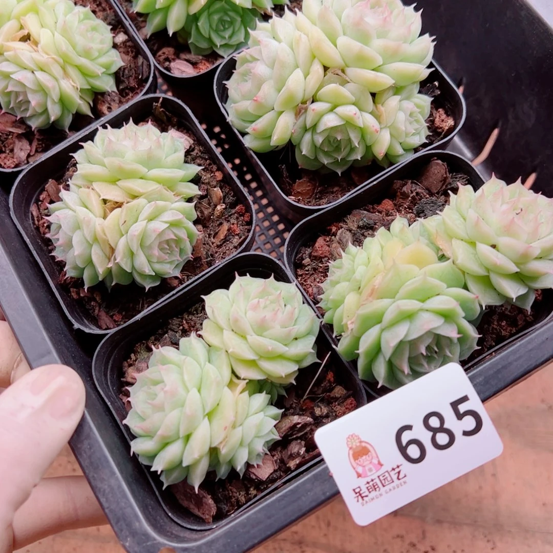 溺****多肉植物多肉植物