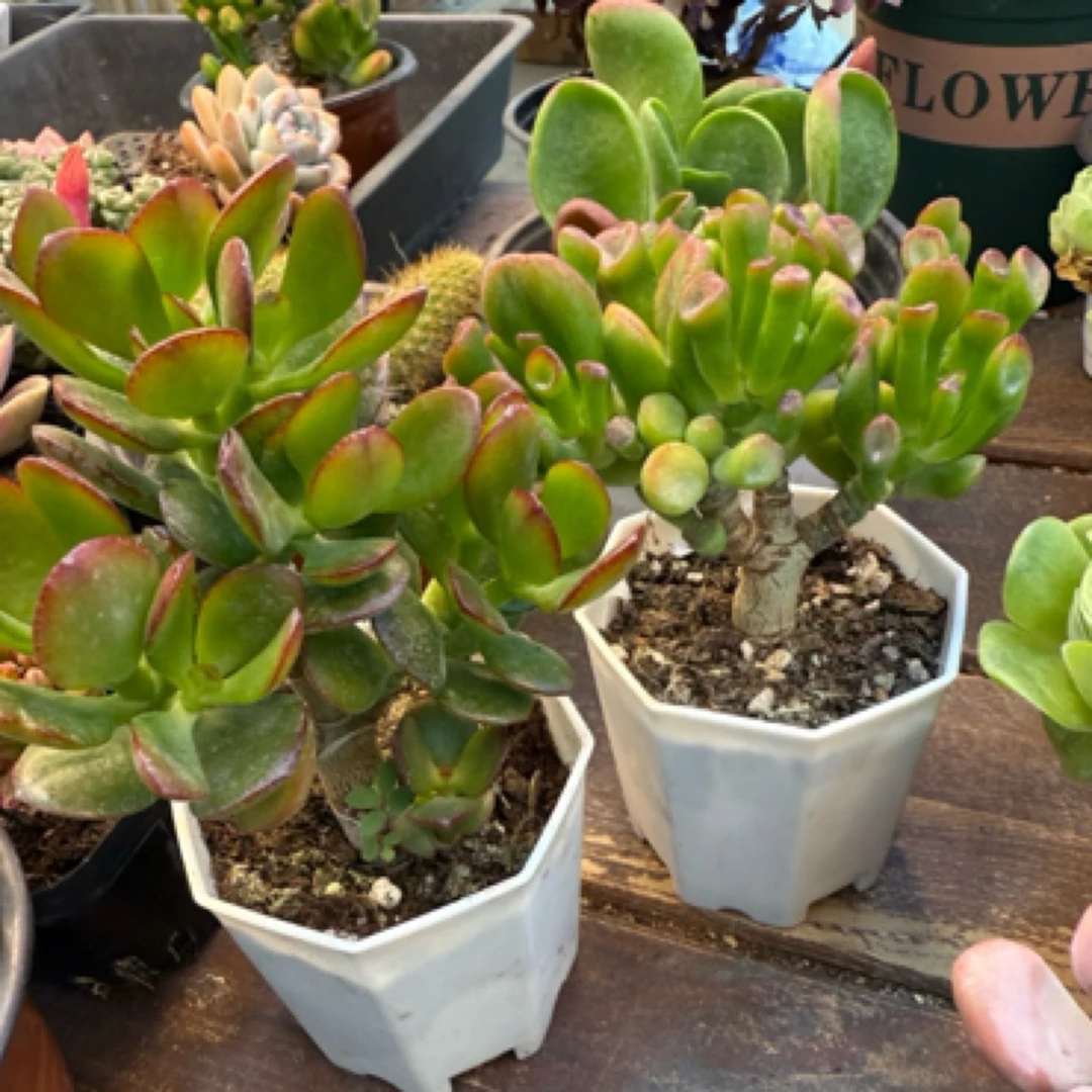 【满9.9包邮】吸财树➕摇钱树多肉植物以直播间展示为主