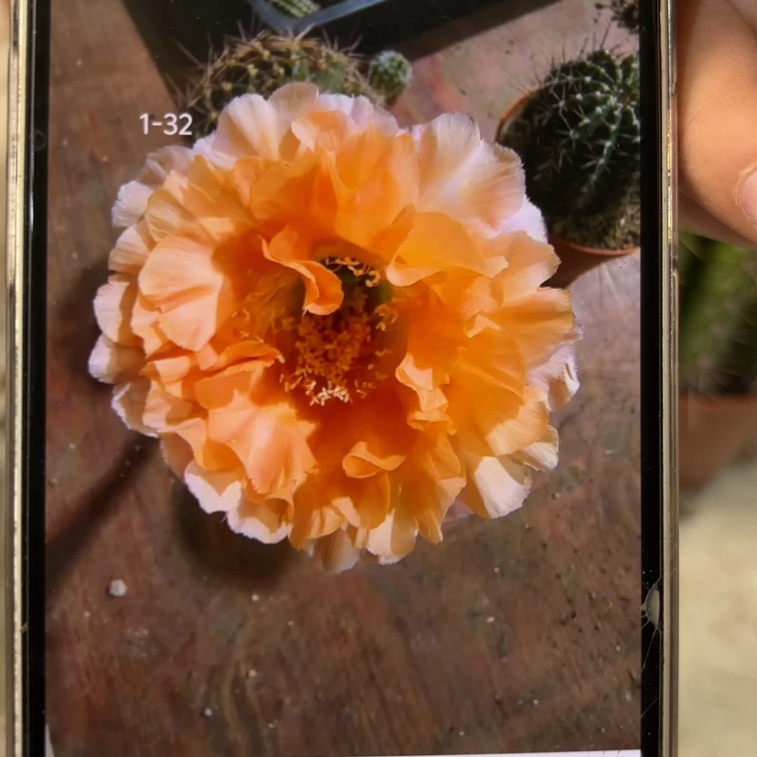 彩草1-32号6公分左右