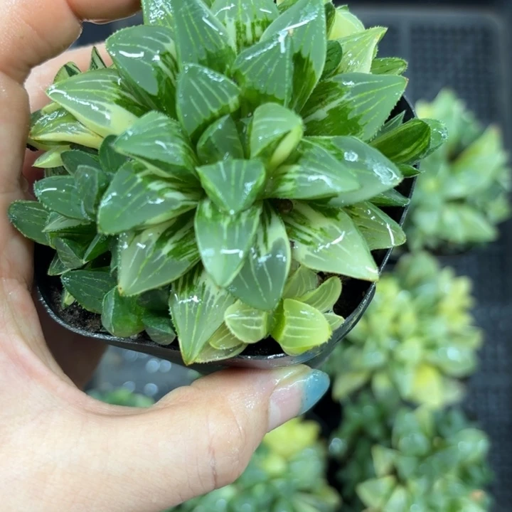 手捧花姬寿锦多肉植物