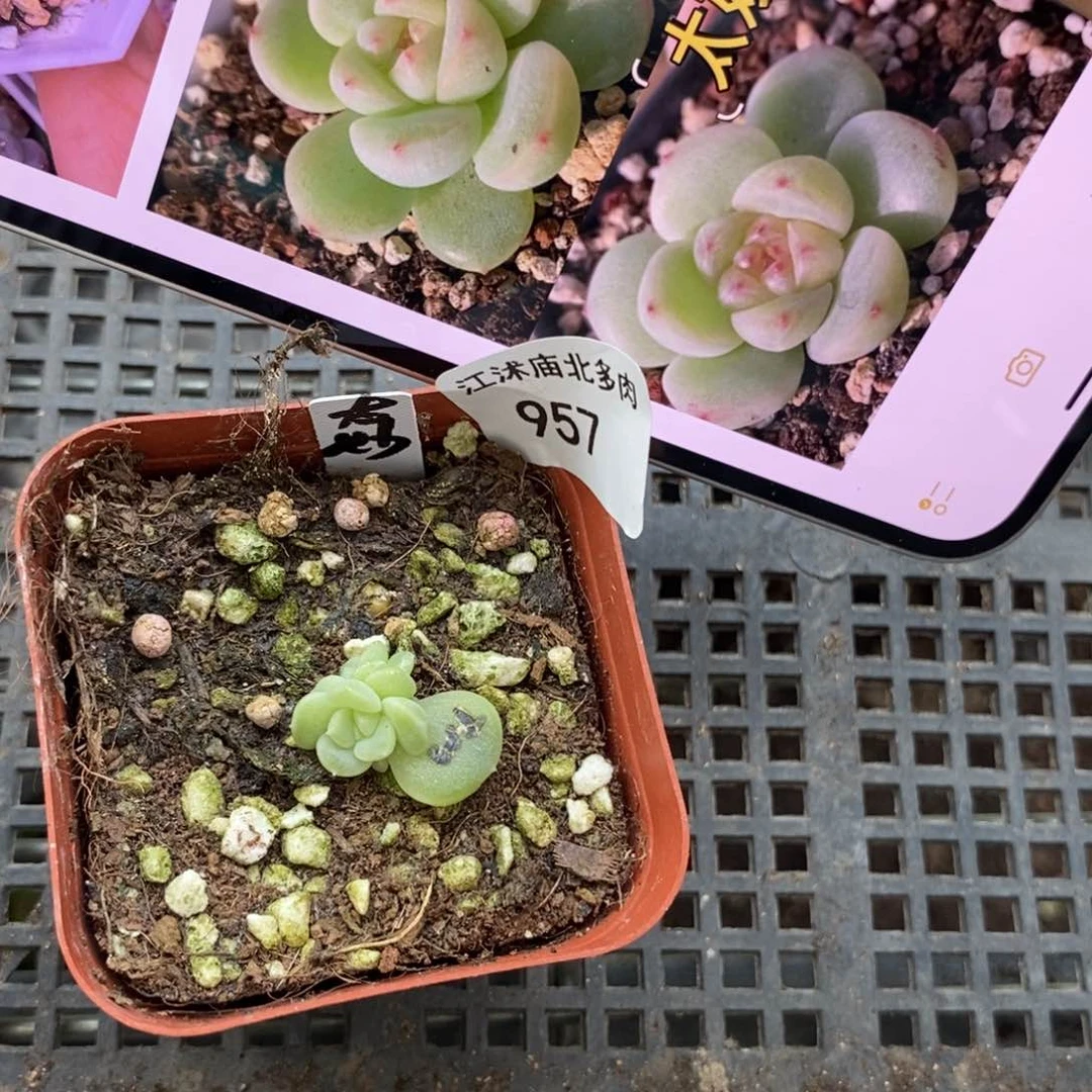 标签957太妙一个多肉