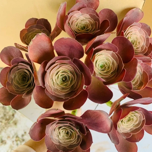 玫瑰法师老桩魅金玫瑰多肉植物好养适合室内新手入门盆栽花卉