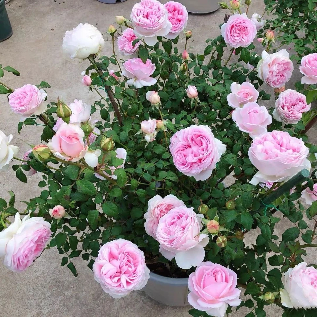 伊芙婚礼盒月季大花浓香粉白色包子花朵