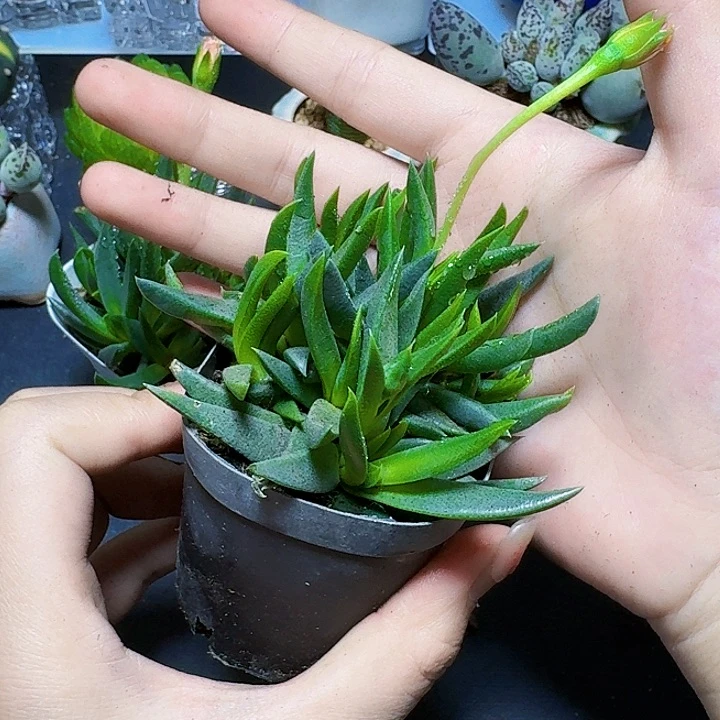 黄花照波一盆裸根一颗福利