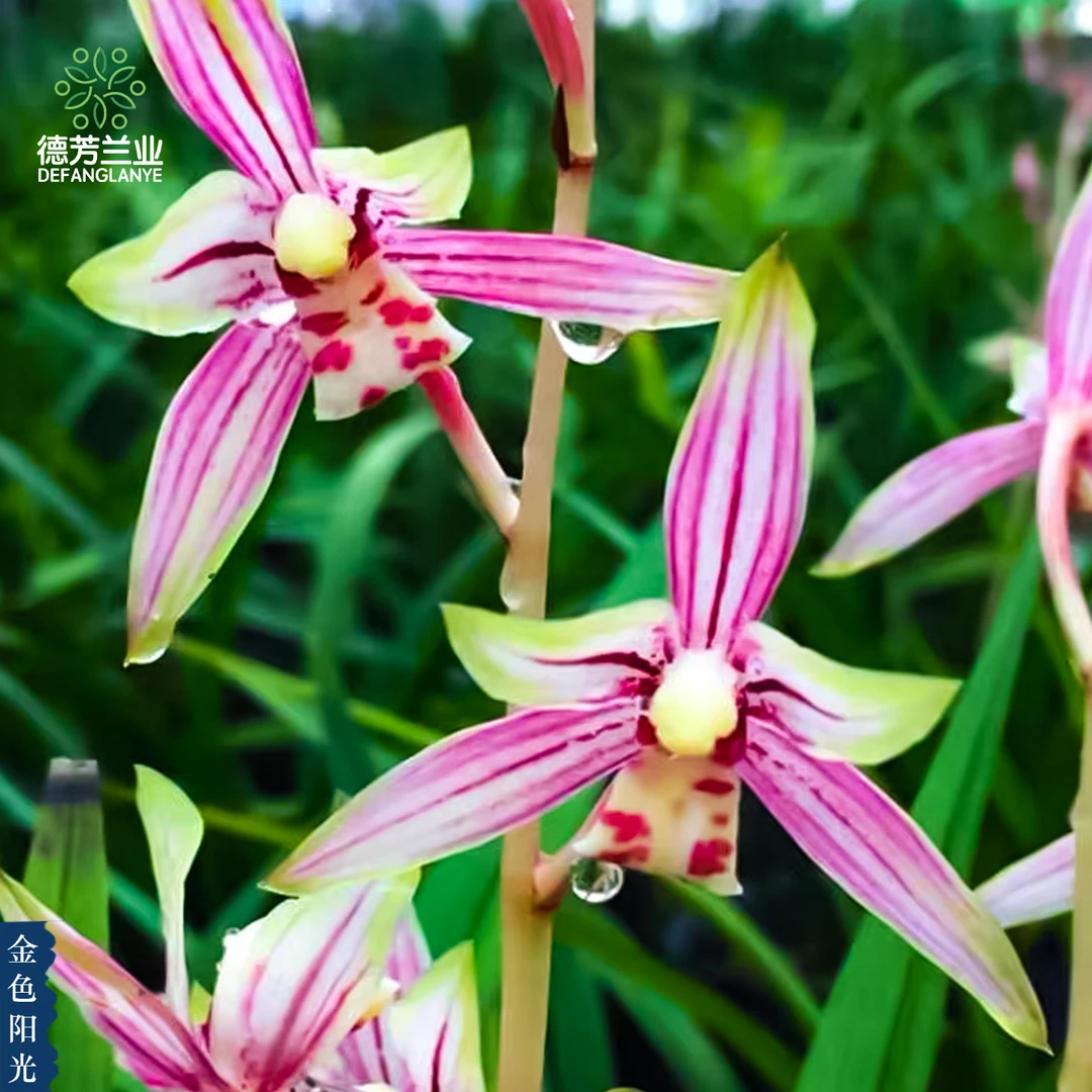名贵建兰金色阳光花苞多多好养浓香型花卉绿植物盆栽基地直发养护