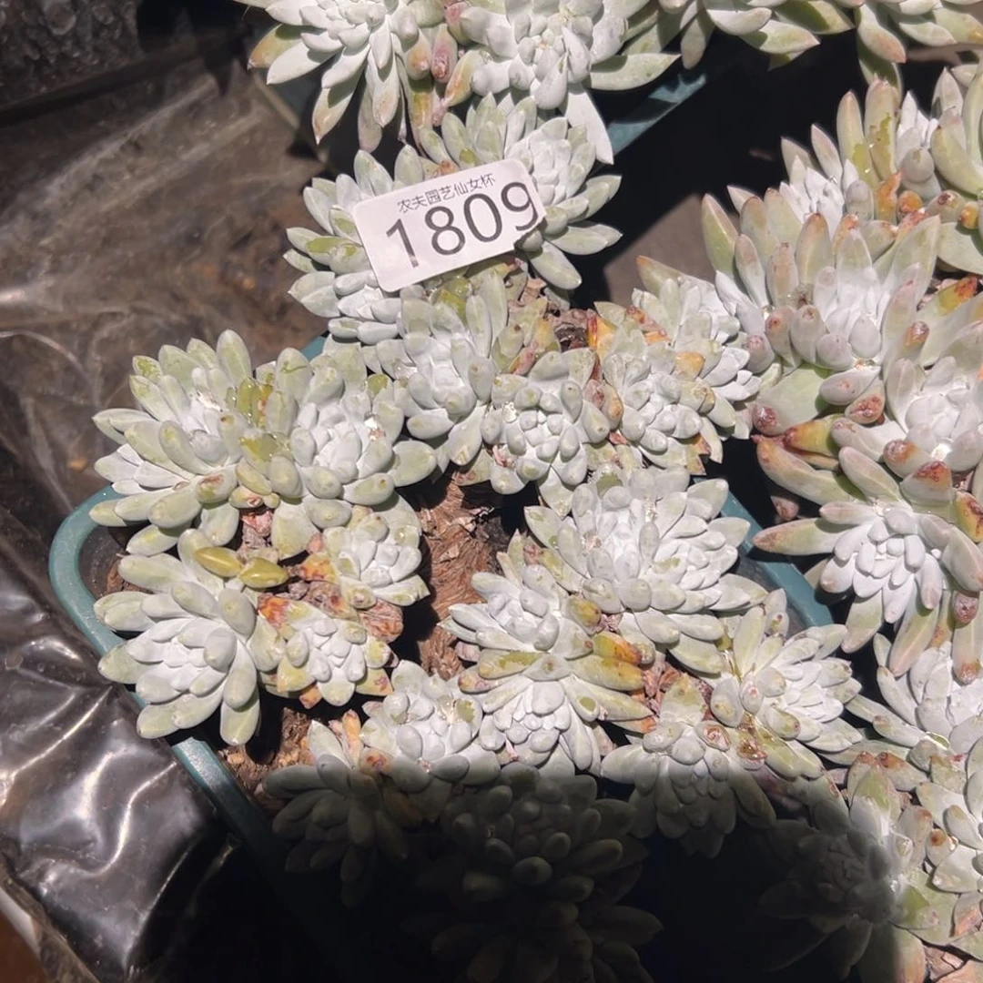 会****咪白姆仙女杯多肉。