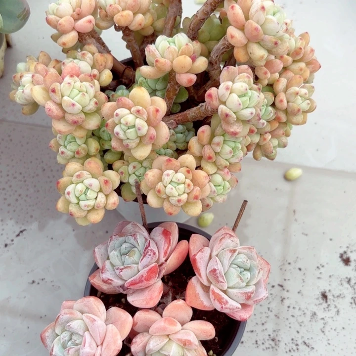 S***y罗琦加四头冰玉一起