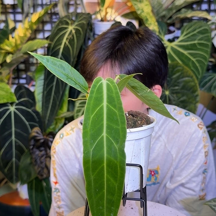 完全开放M89火鹤后