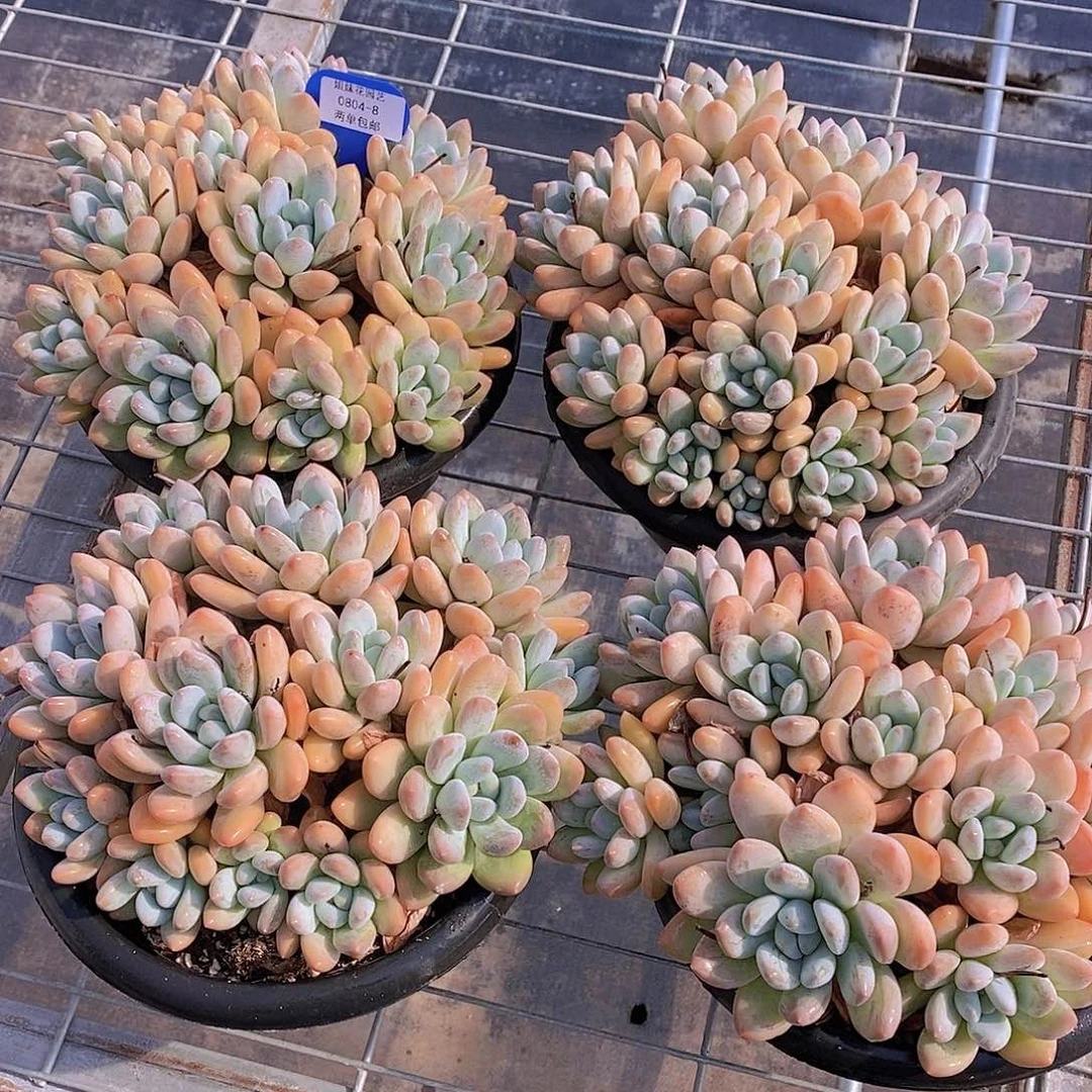 0804-8-大冠服香水群福利一颗量拍