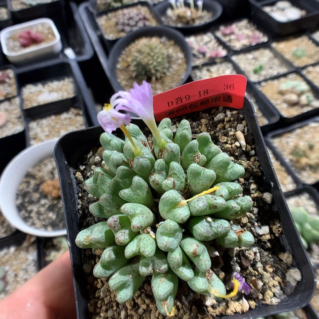 9-18-36     瑕疵粉花小t