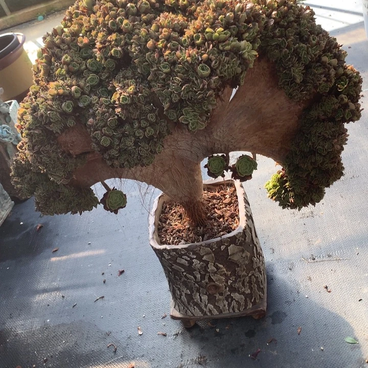 玫瑰朵朵脱土发货啊