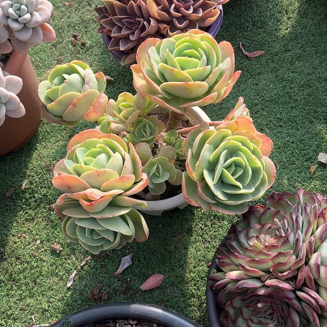 米**莱碧桃多肉植物保护11