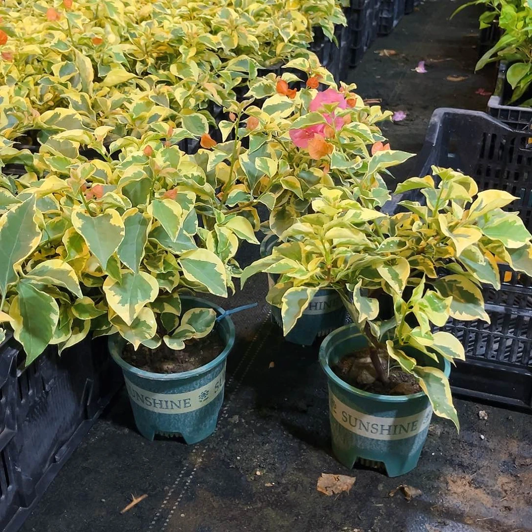 当前无花栽培后可以开花橙冰掌中宝一颗