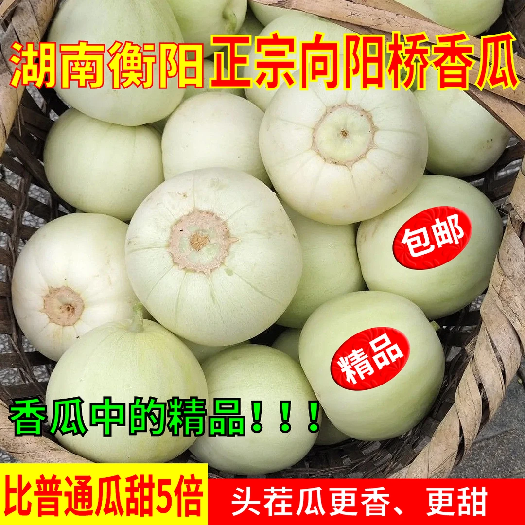 湖南衡阳向阳桥香瓜甜宝甜瓜梨瓜当季现摘新鲜水果脆甜非马连庄
