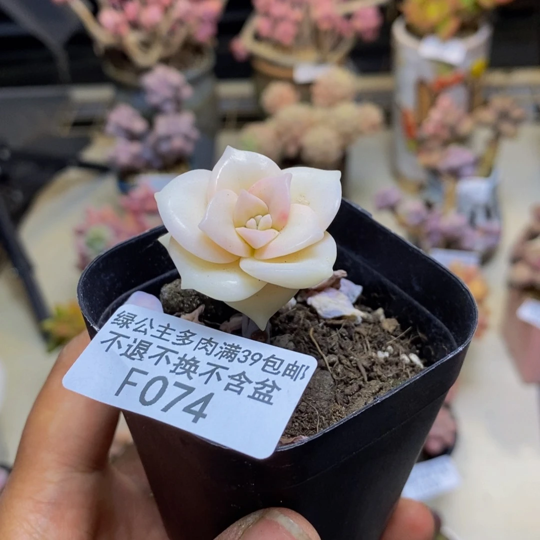 074彩虹锦多肉3c m