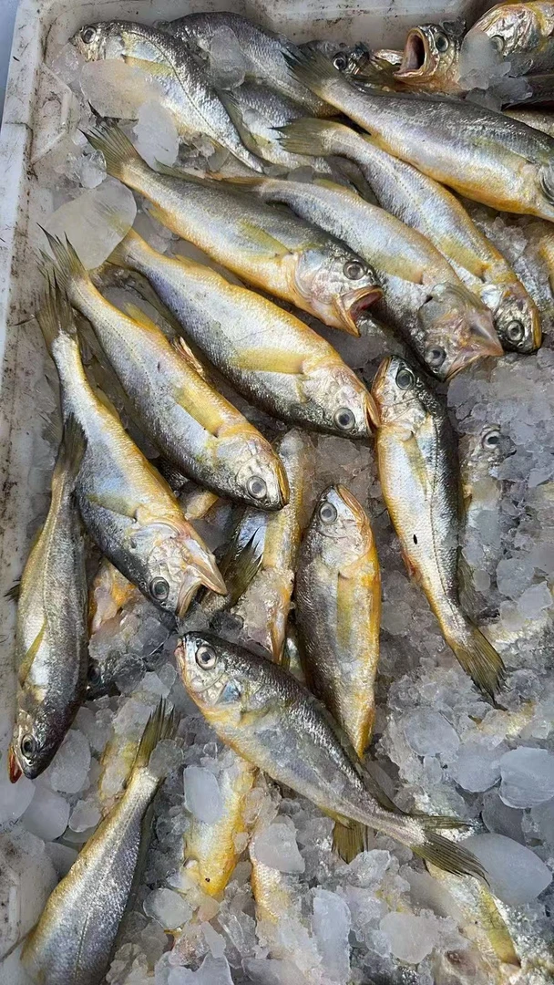 新鲜野生小黄花鱼3斤冷链冰鲜保护