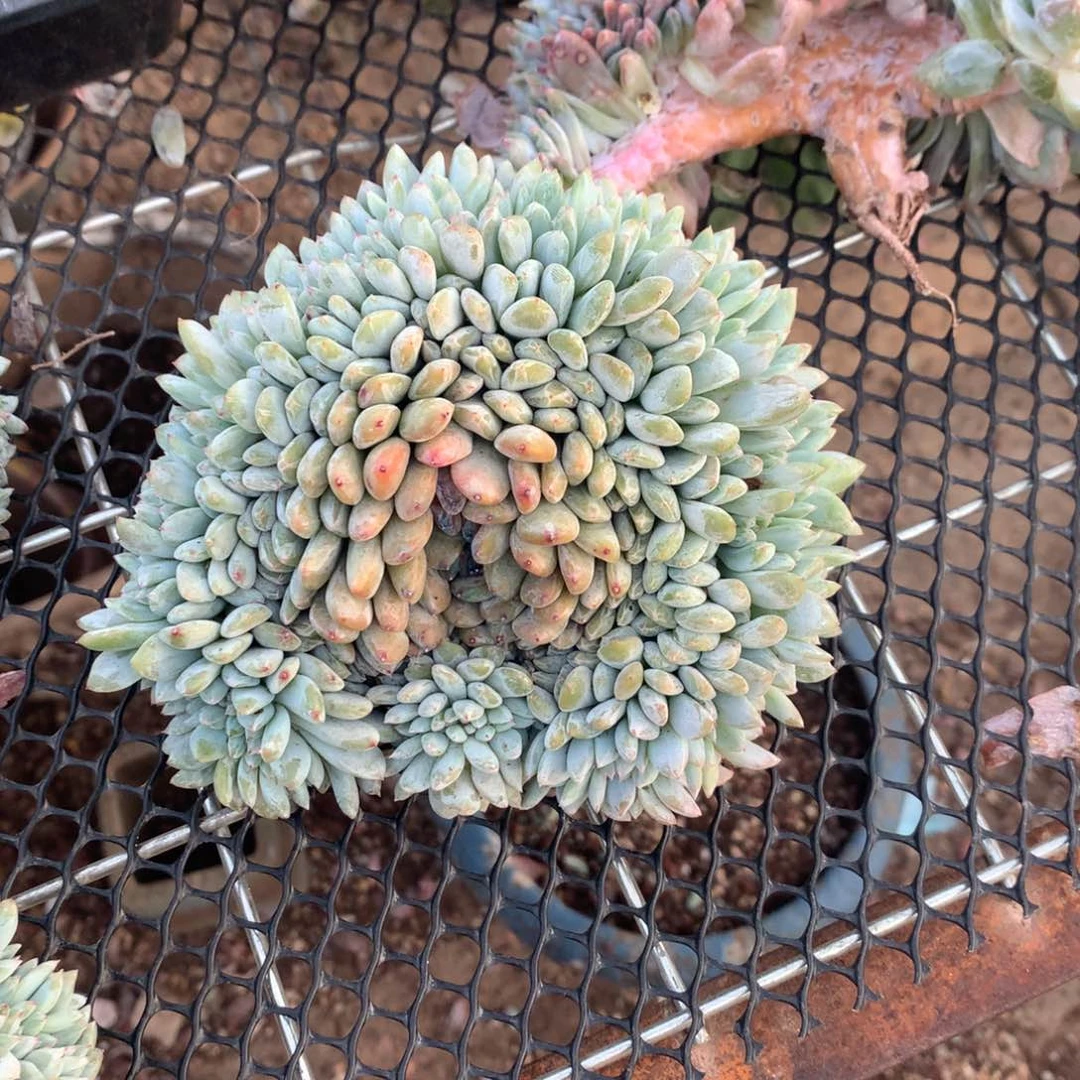 135橙子多肉植物组合