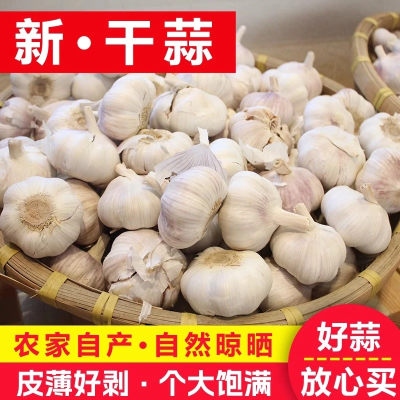 山东新干大蒜紫皮特级种籽批发新鲜大蒜头带箱5斤大果