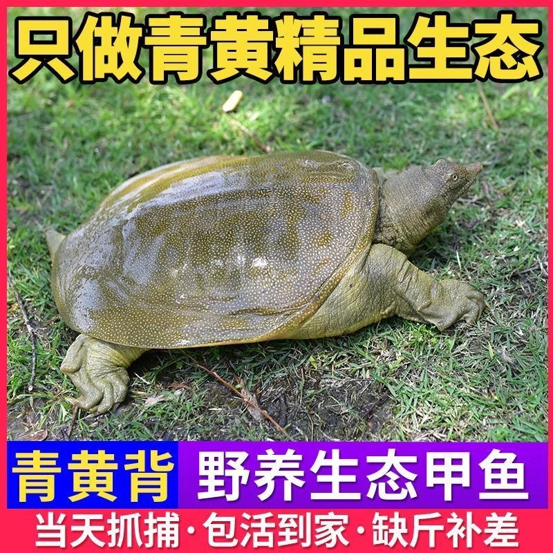 5-6斤 产地直发生态老甲鱼外塘散养 颜色随机 共五只 量贩装 A