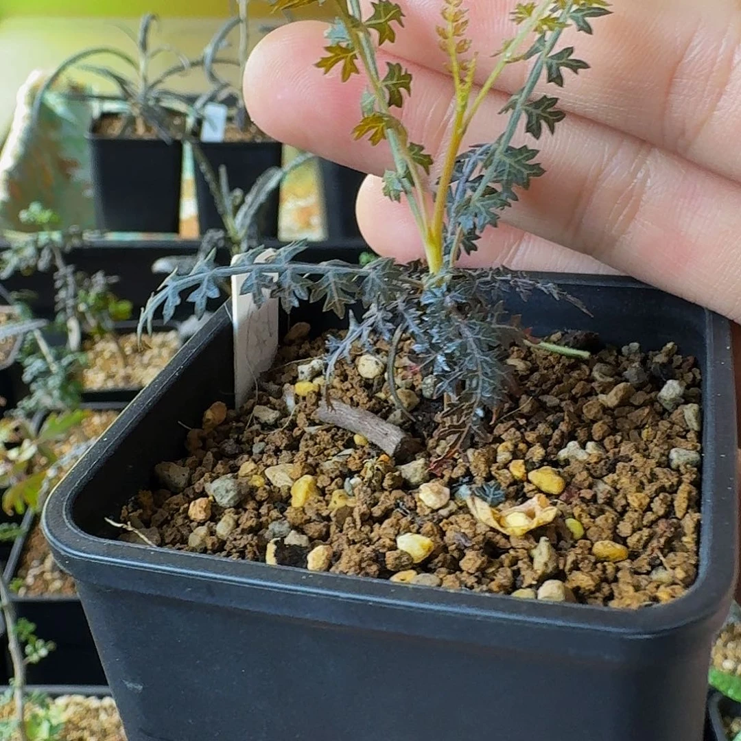 特价 超香 实生荚迷乳香带盆土顺丰空运包邮