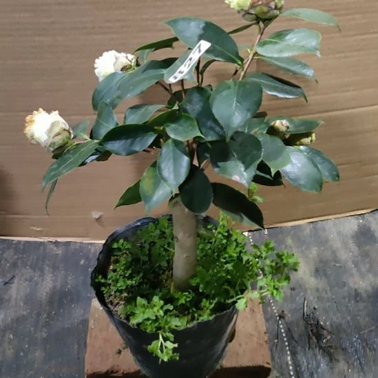 827白天鹅，原盆原土发货