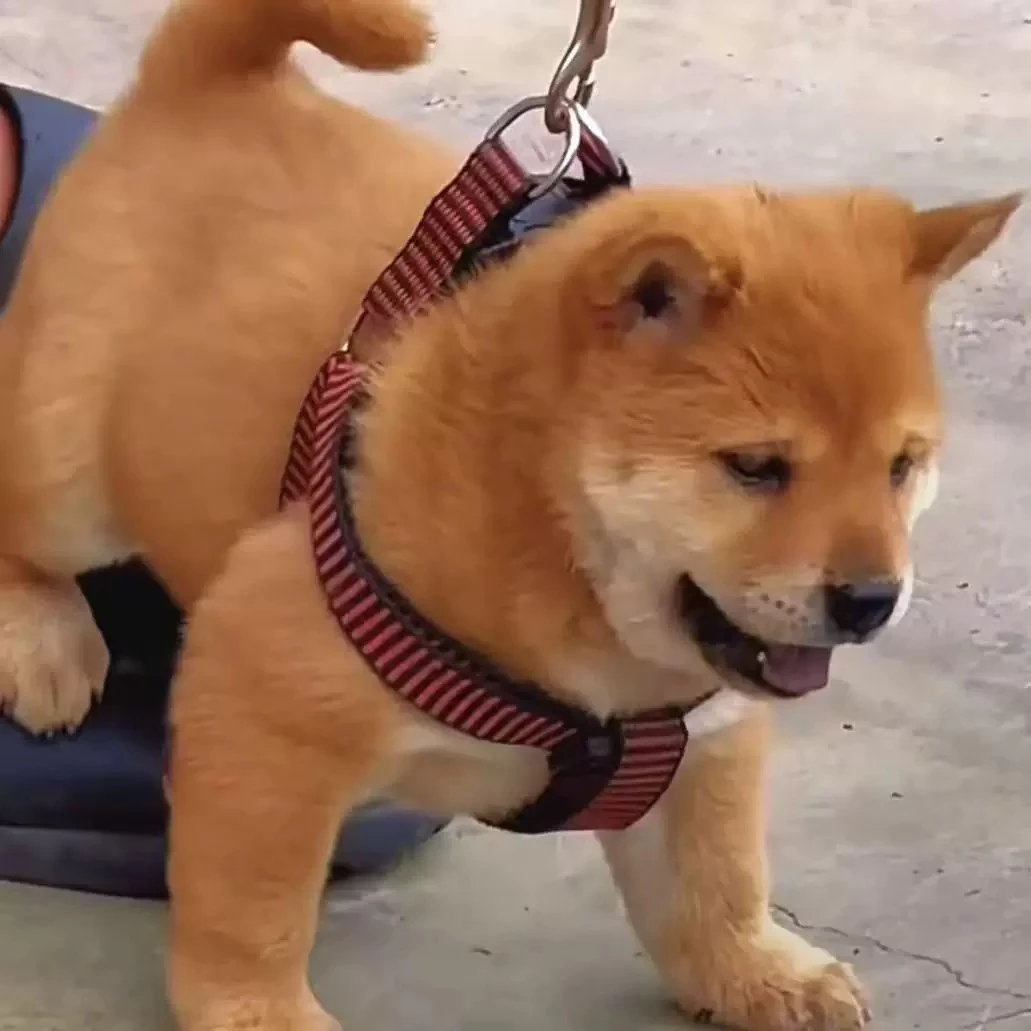 【琳夕专属】广西田园犬狗狗活体幼犬