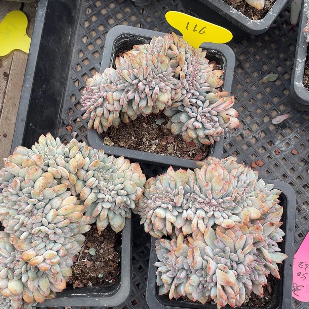 石榴子星影缀化三盆有切116