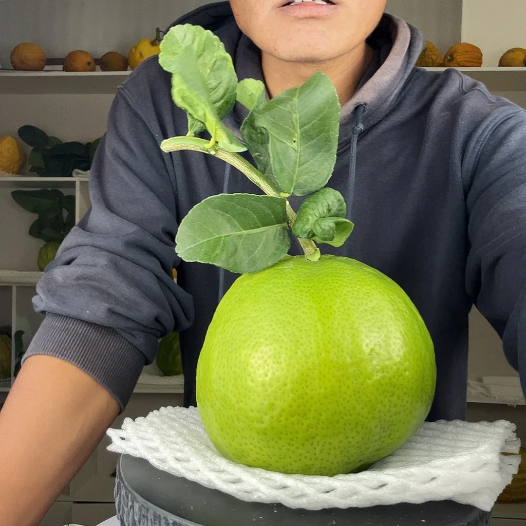 芳***玉香水柠檬云南高山大香橼