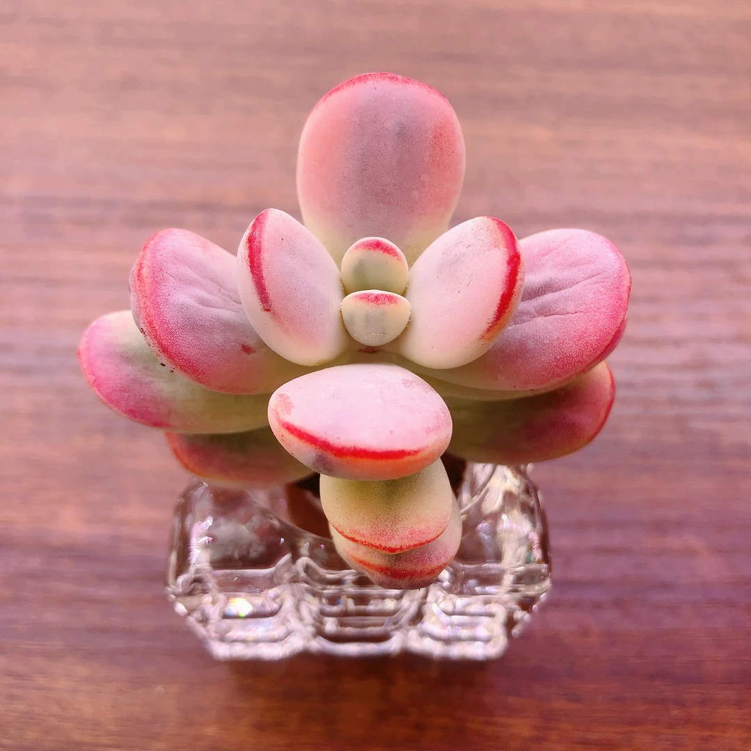 无土栽培     乒乓福娘锦一颗  带方玻璃杯       满28包邮除偏远