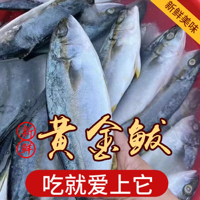 【5斤装】新鲜速冻黄金鲅鱼黄鰤鱼青甘鱼顺丰包邮一斤1-2条
