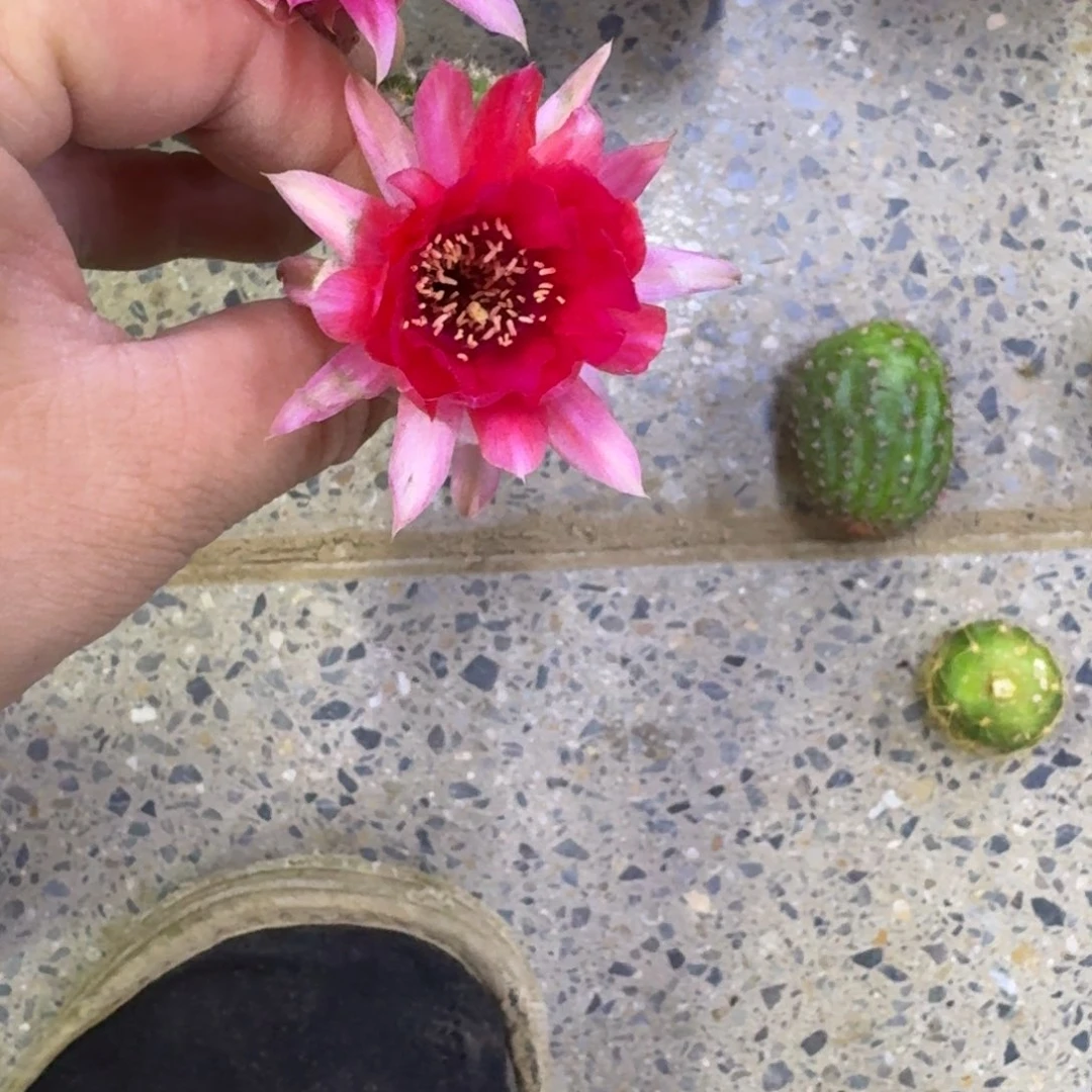 323白檀警卫3个无根侧牙小，20包邮