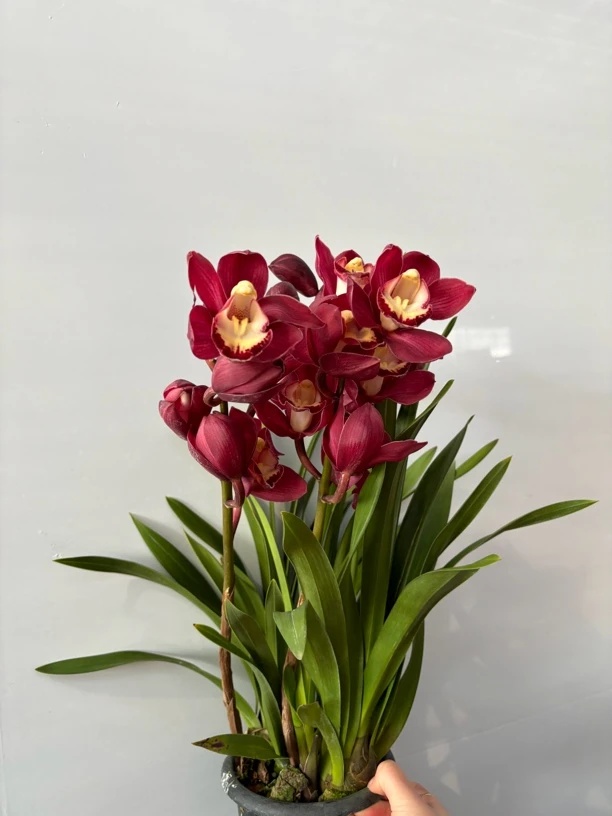 国色天姿[]—-大花蕙兰不带支撑杆