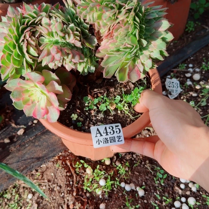 435号荔枝缀化法师植物