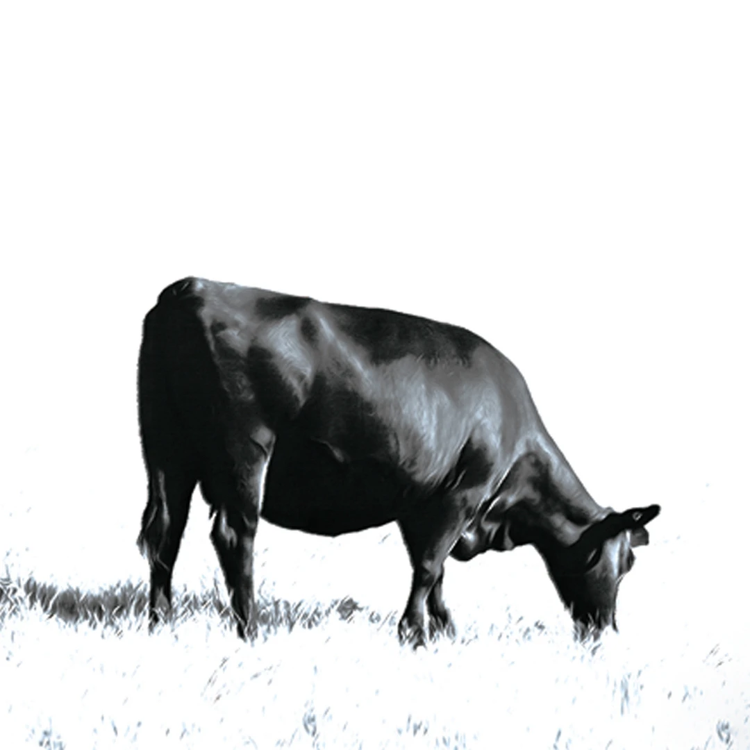 武子牛肉干•和牛尊贵款