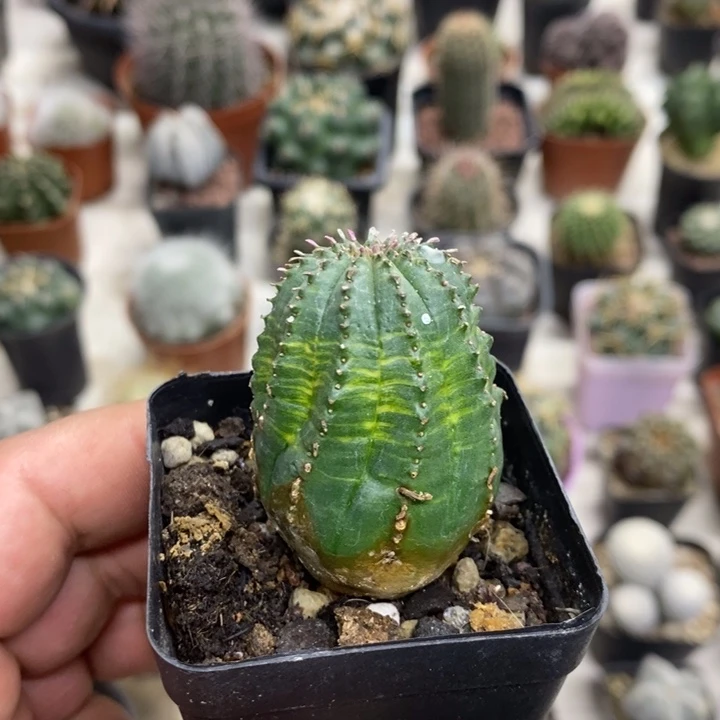 泰布锦特价福利特价