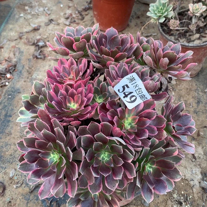 549金丝雀绣球东西棚