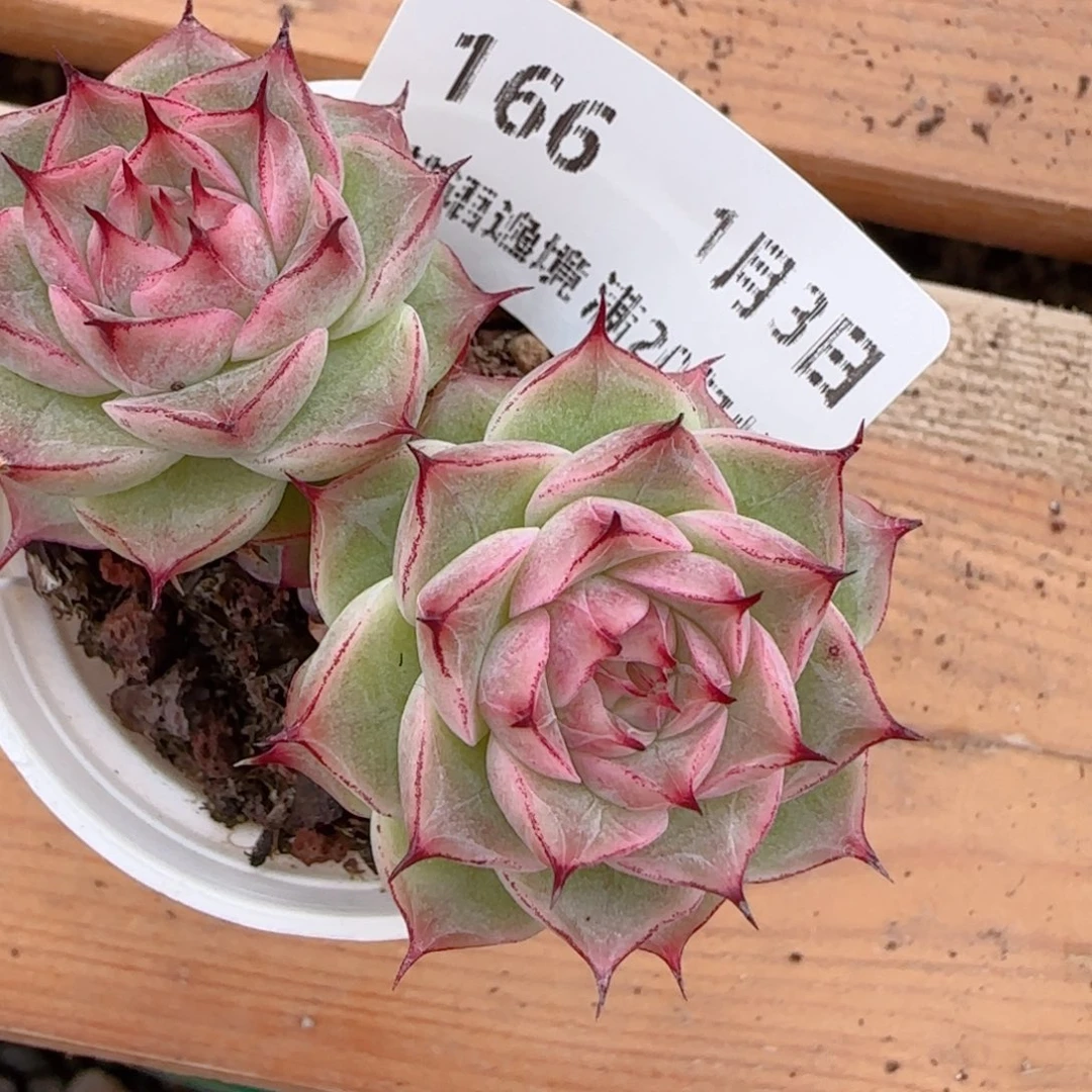 花语多肉0103-166魔仙散